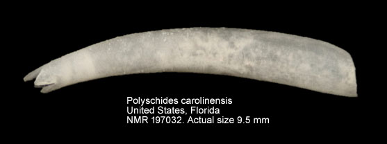 Polyschides carolinensis.jpg - Polyschides carolinensis (Bush,1885)